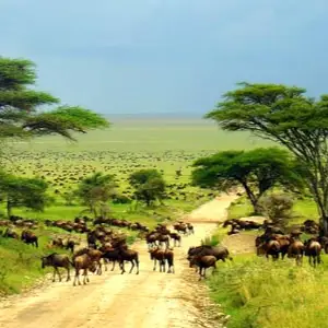 Serengeti National Park, Tanzania
